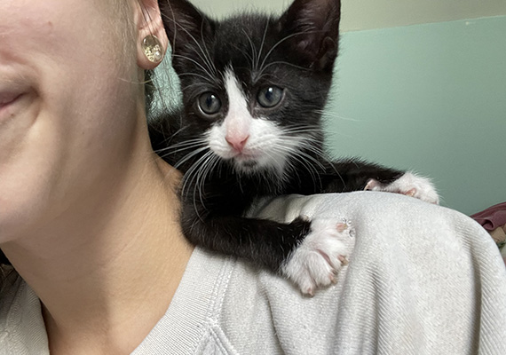 Dental Care for Cats