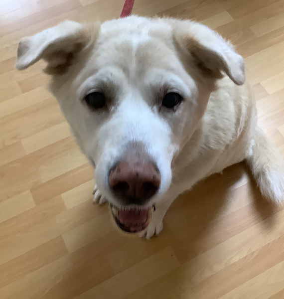 Diagnostic Imaging for Pets