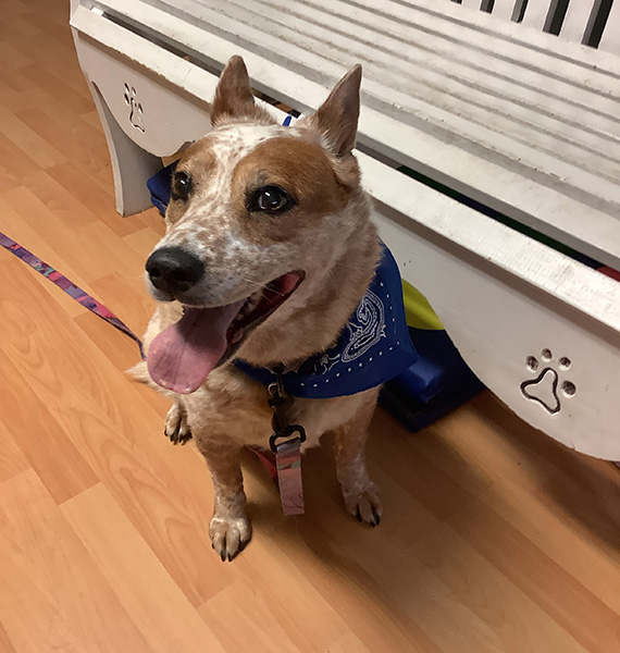 Proactive, Compassionate Care and Treatment for the Pets You Love