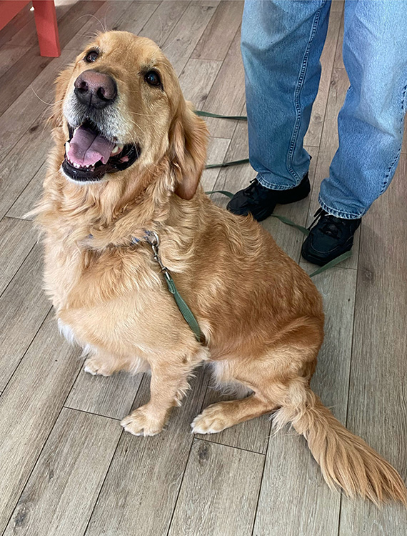 Advanced Dentistry & Oral Health for Dogs and Cats