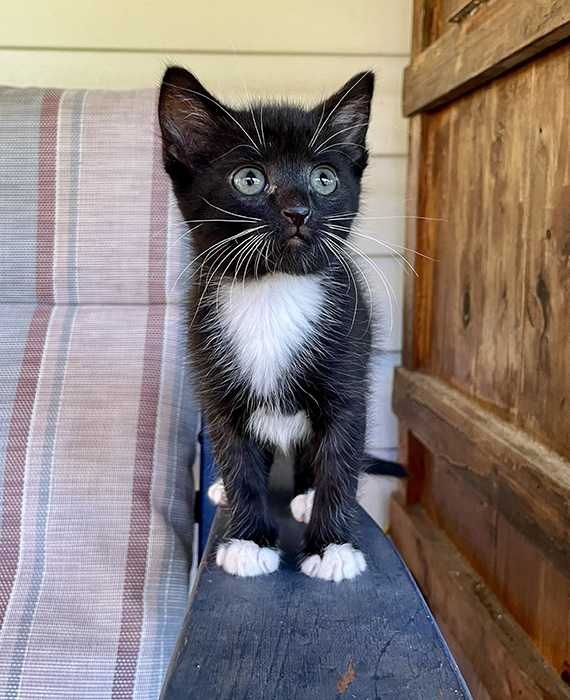 Acupuncture for Pets